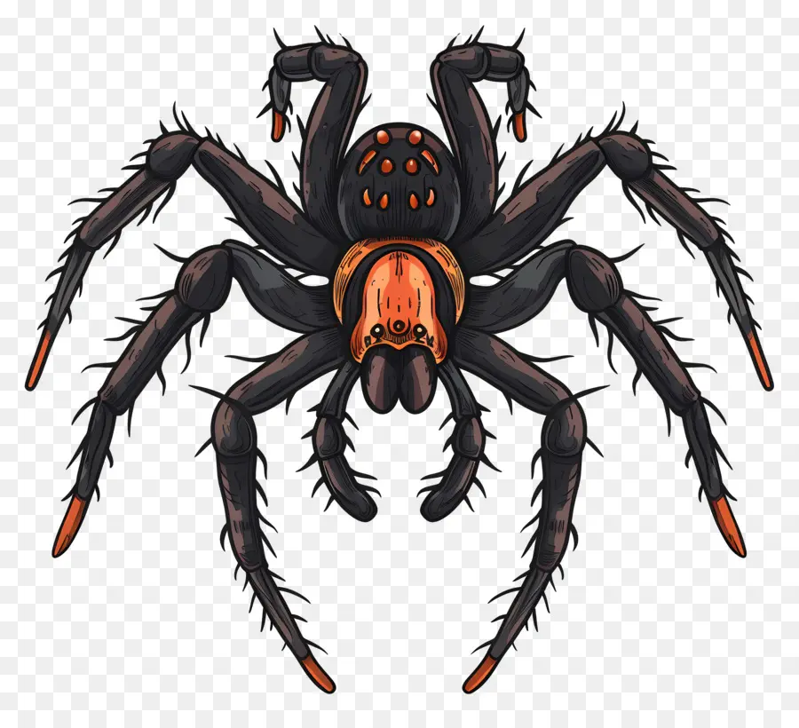 Araña De Halloween，Araña Tarántula PNG