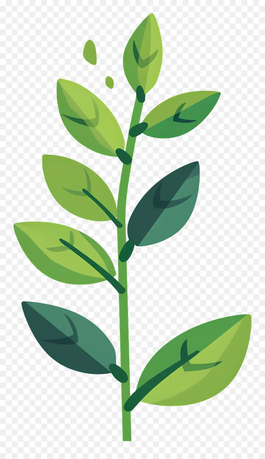 Tallo De La Planta，Planta Verde PNG