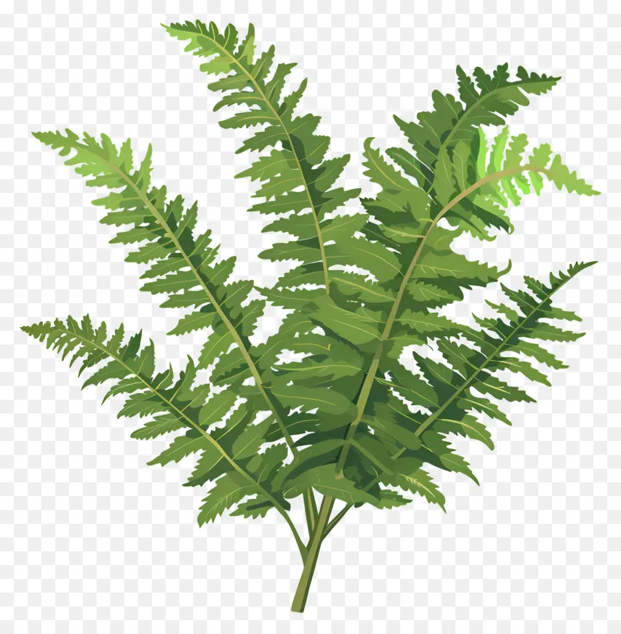 Planta De Helecho，Planta Verde PNG