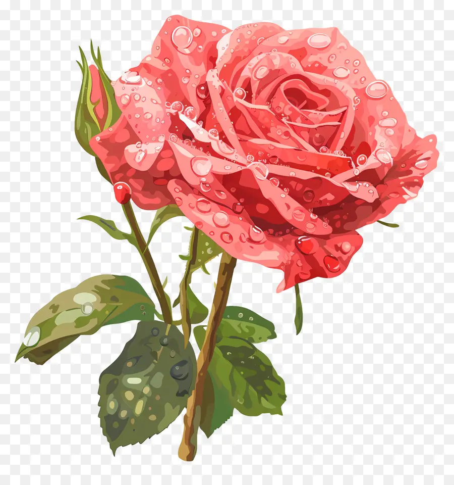 Rose Con Gotas De Rocío，Rosa Rosa PNG