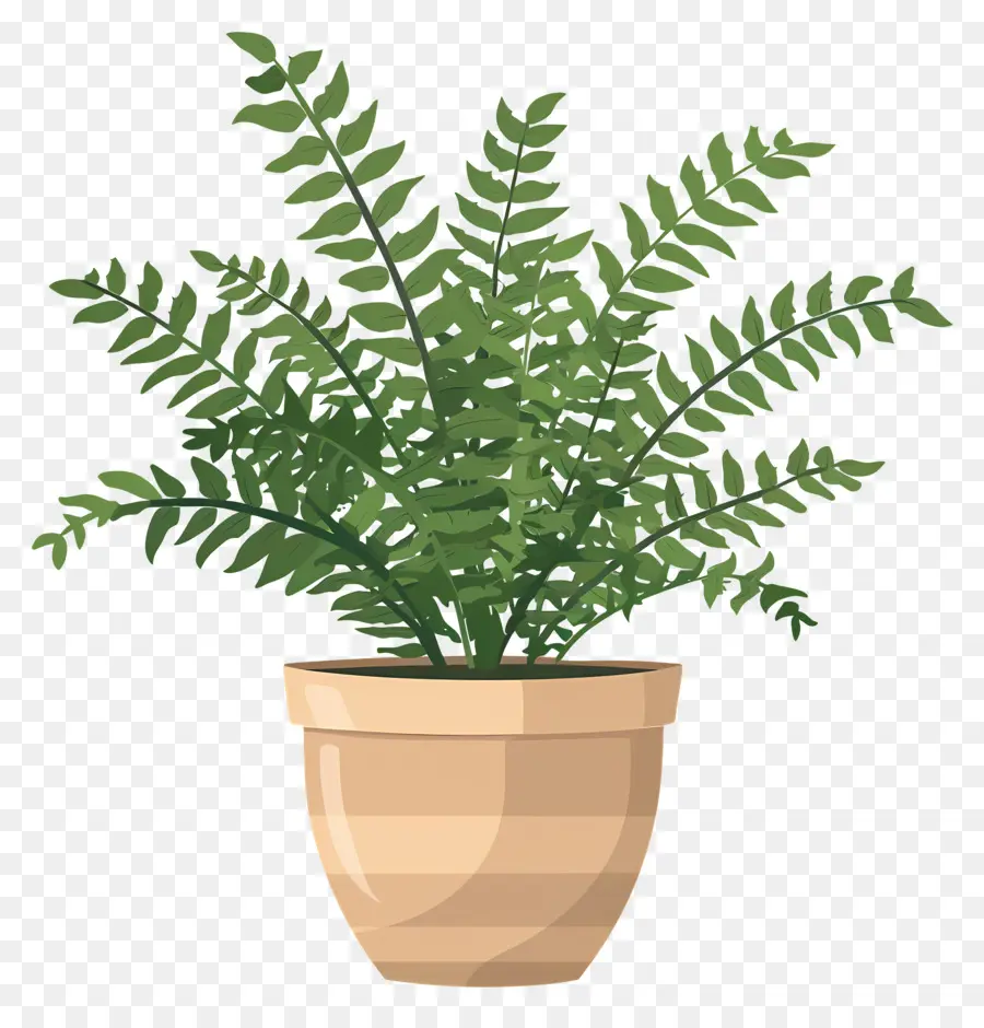 Planta De Helecho，Planta En Maceta PNG