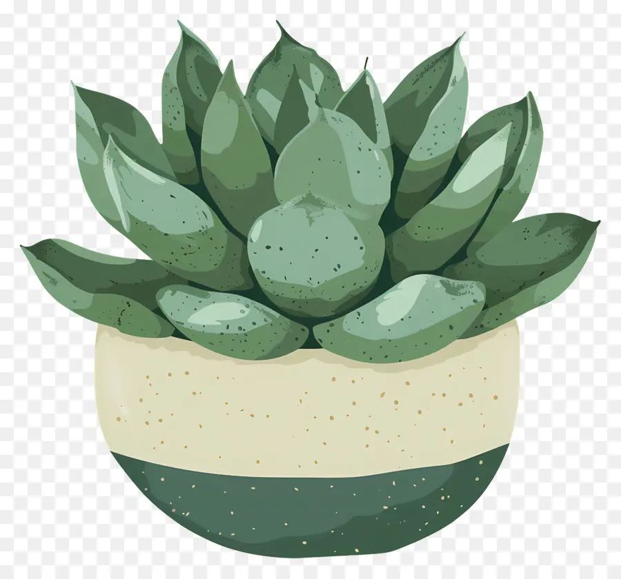 Planta Suculenta，Cactus PNG