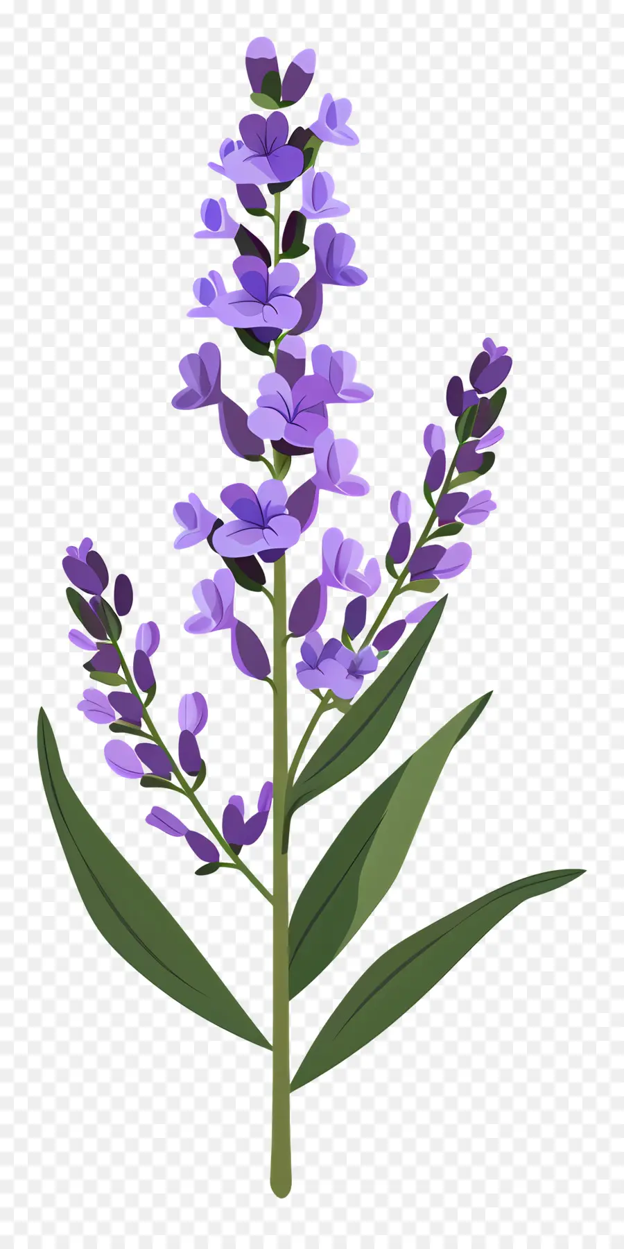 La Flor De Lavanda，Planta Lila PNG