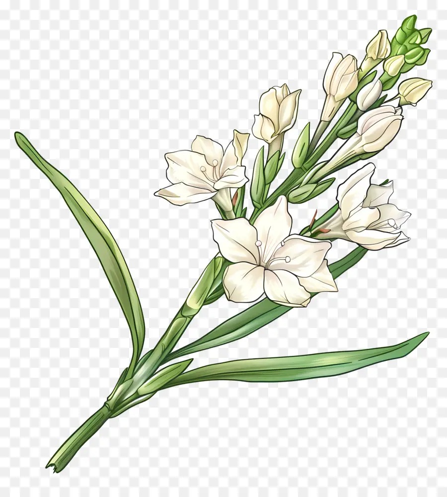 Nardo Flores，Flor Blanca PNG