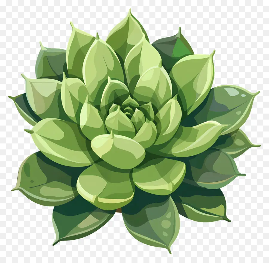 Planta Suculenta，La Forma Redonda PNG