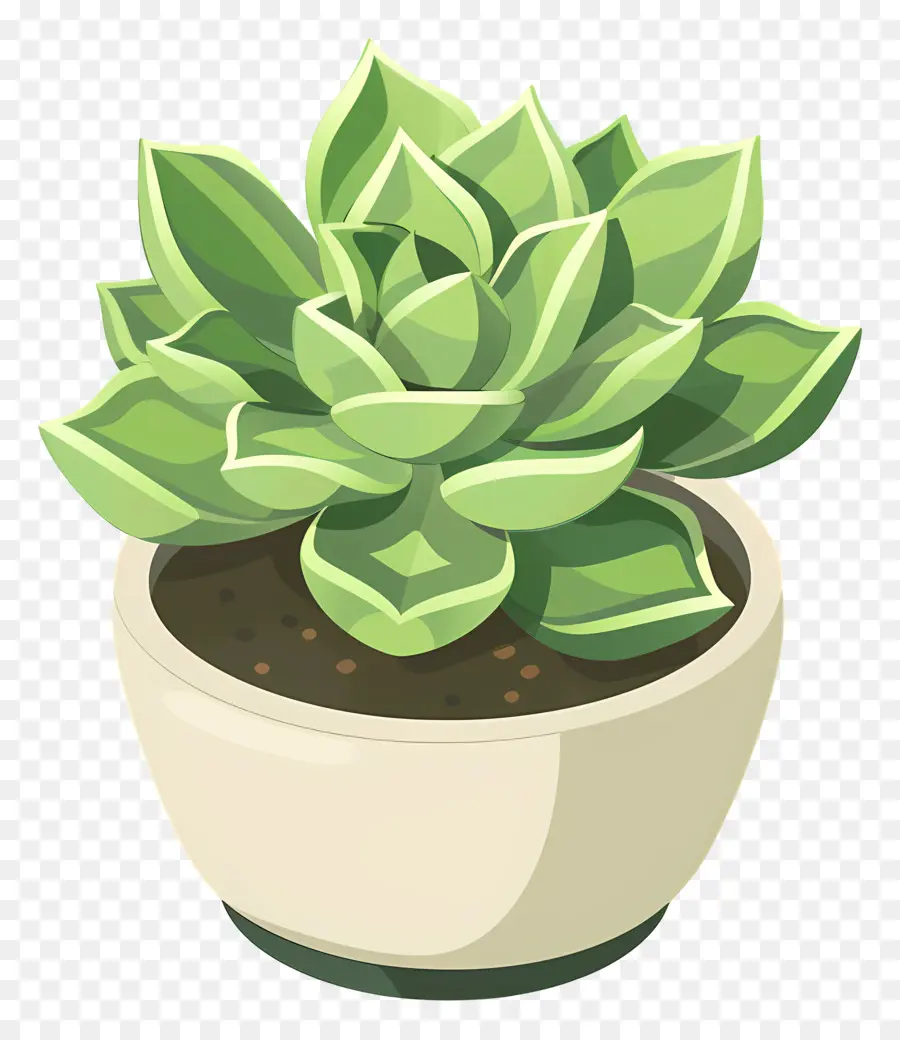 Planta Suculenta，Pequeña Planta Suculenta PNG