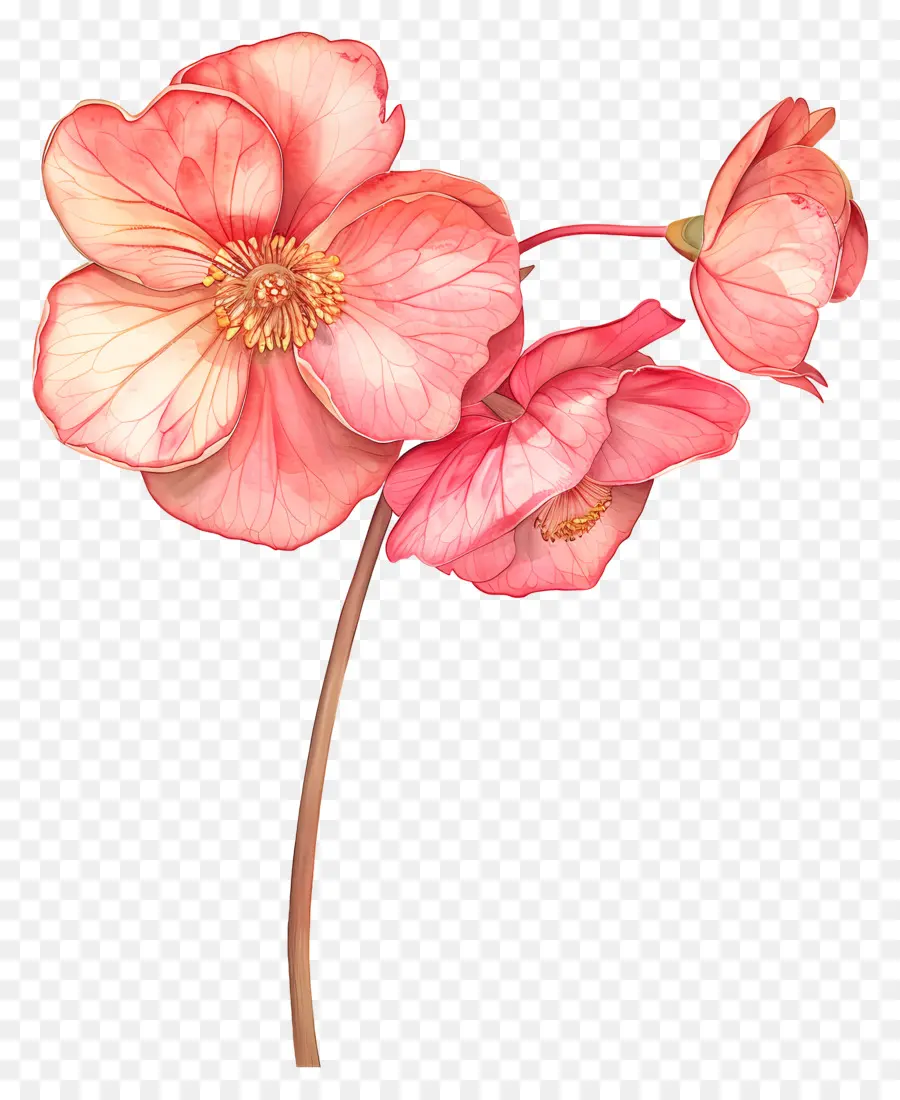 Begonia De Flor，Flores De Color Rosa PNG
