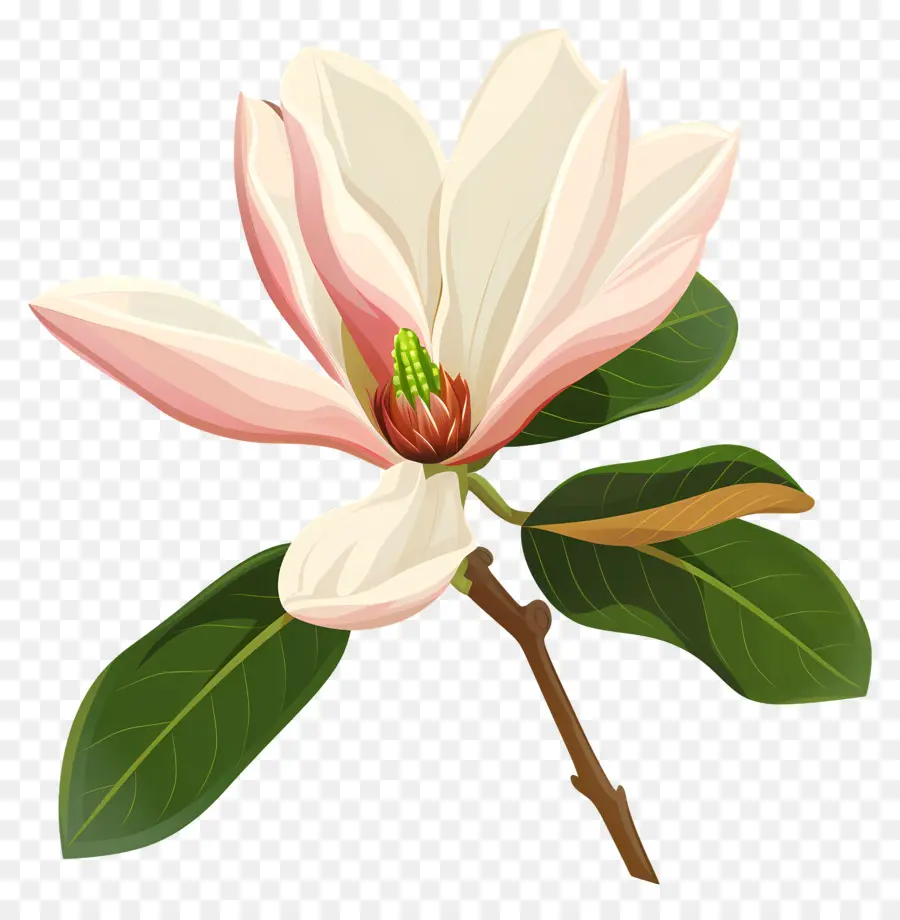 La Flor De La Magnolia，Árbol De Floración Blanca PNG