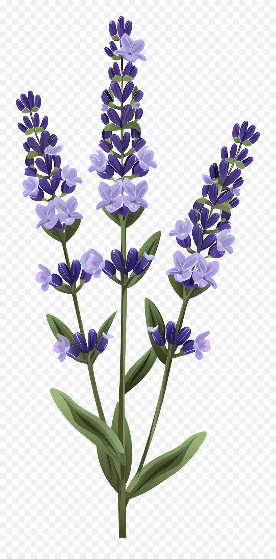 Flor De Lavanda，Lavanda PNG