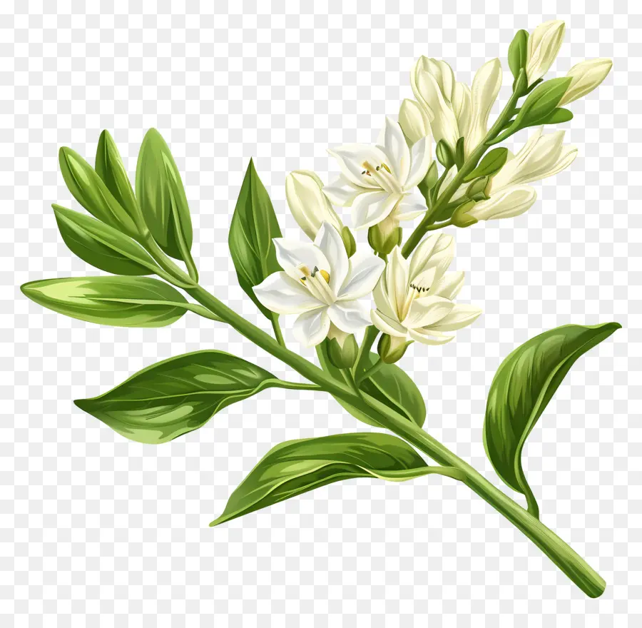 Nardo Flores，Flores Blancas PNG