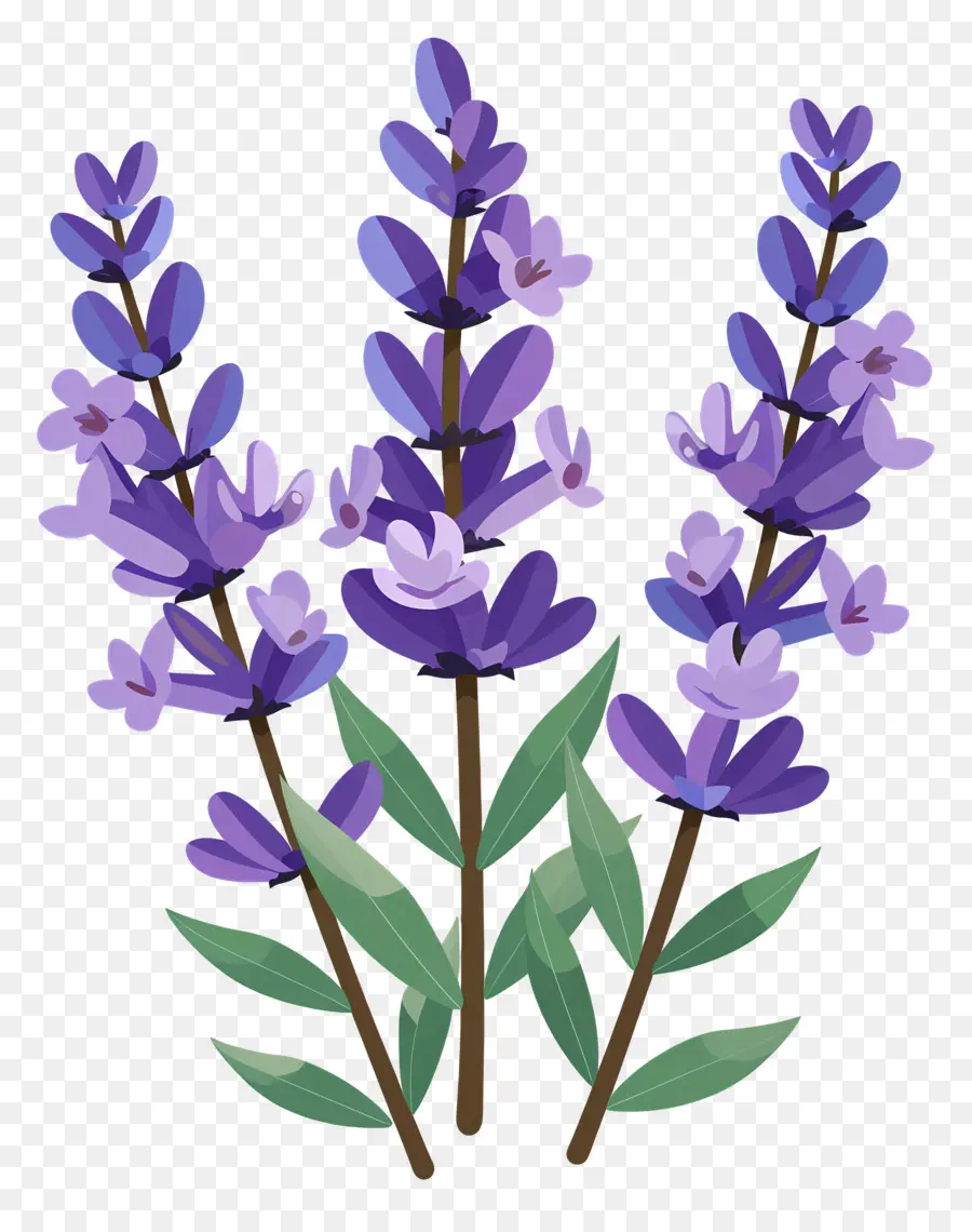 La Flor De Lavanda，Las Flores De Lavanda PNG