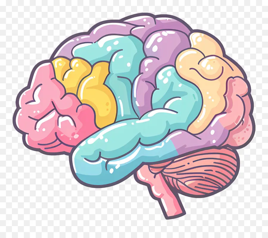 Dibujos Animados Cerebro，La Anatomía Del Cerebro PNG