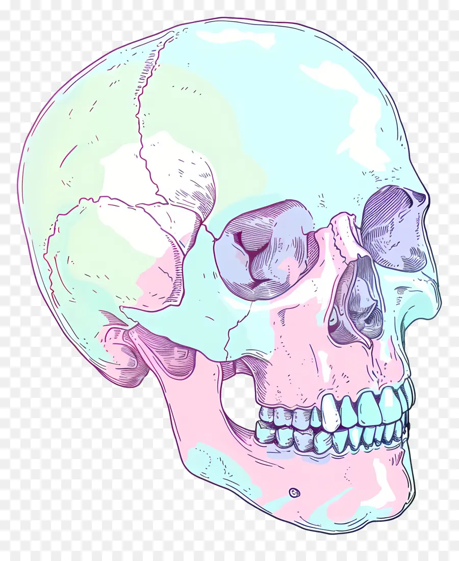 Calavera De Dibujos Animados，Calavera Colorida PNG