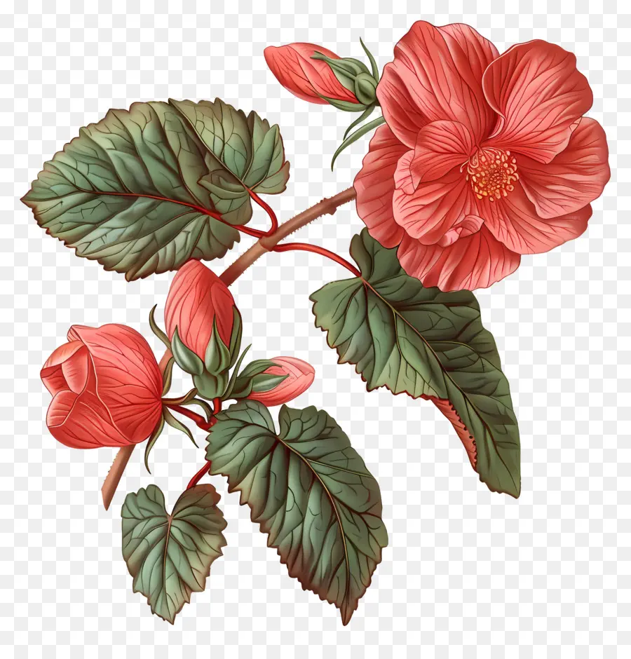 Begonia De Flor，Flor De Hibisco PNG