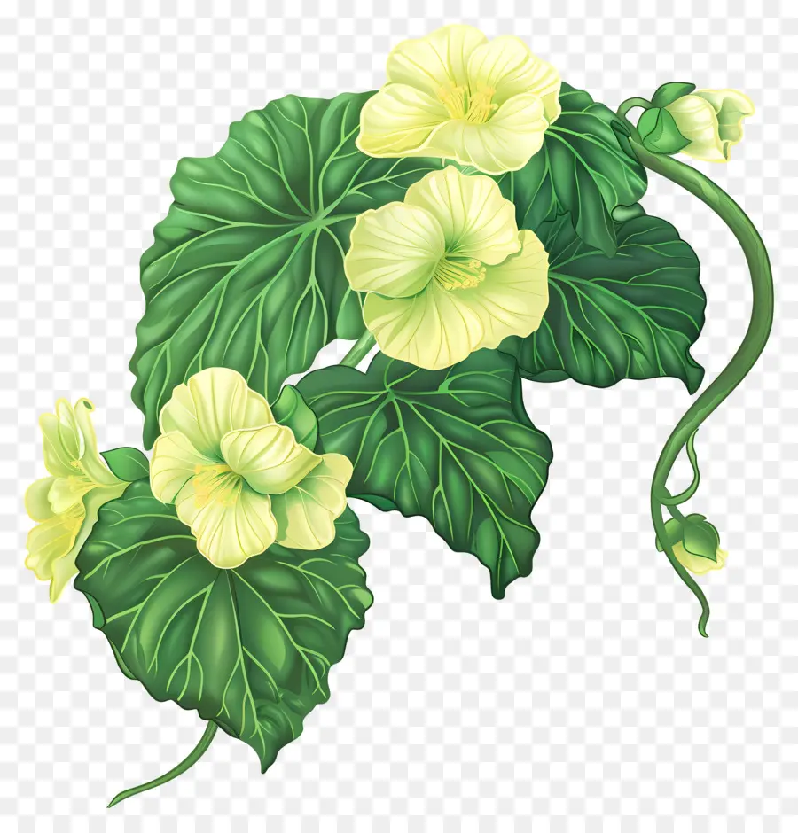 Begonia De Flor，Planta Gargantua PNG