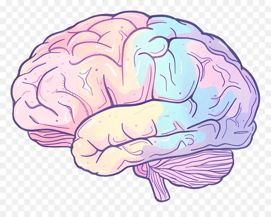 Dibujos Animados Cerebro，El Cerebro Humano PNG