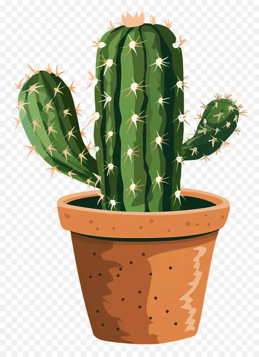 Verde Cactus，Cactus PNG