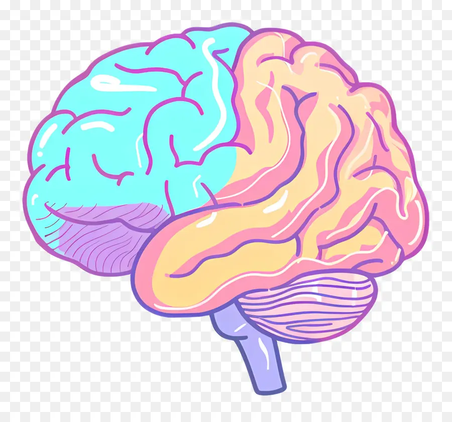 Dibujos Animados Cerebro，El Cerebro Humano PNG