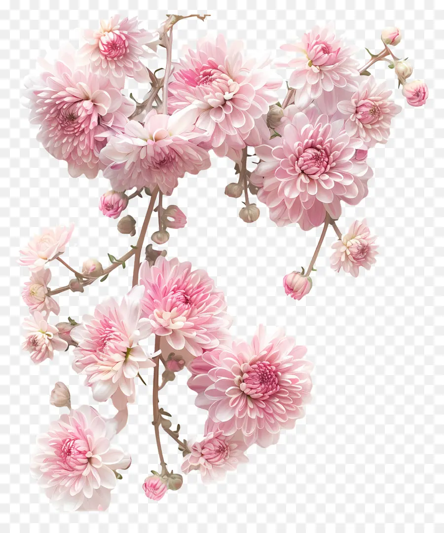 Flores De Crisantemo，Crisantemos Rosados PNG