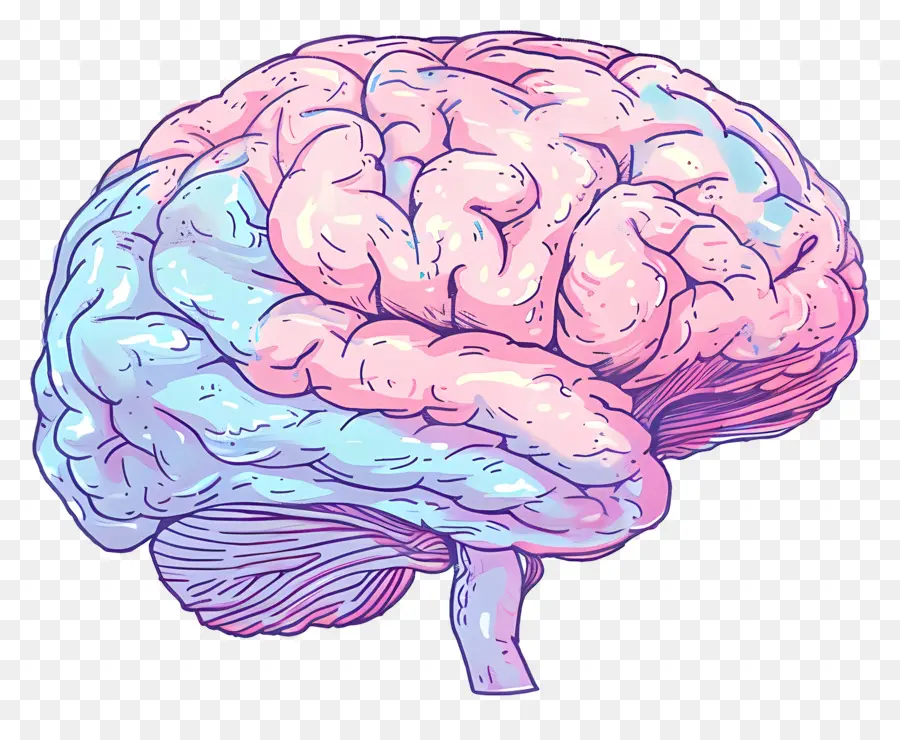 Dibujos Animados Cerebro，El Cerebro Humano PNG