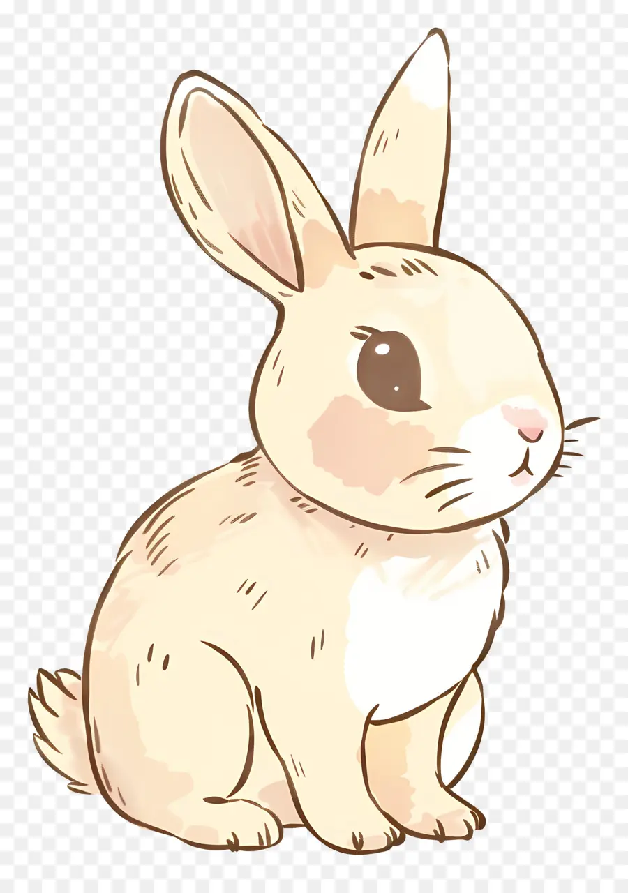 Cartoon Rabbit，Piel Blanca PNG