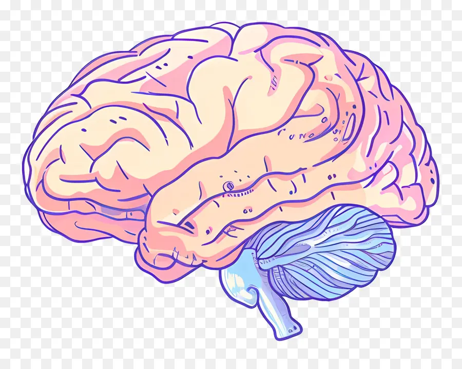 Dibujos Animados Cerebro，La Anatomía Del Cerebro PNG