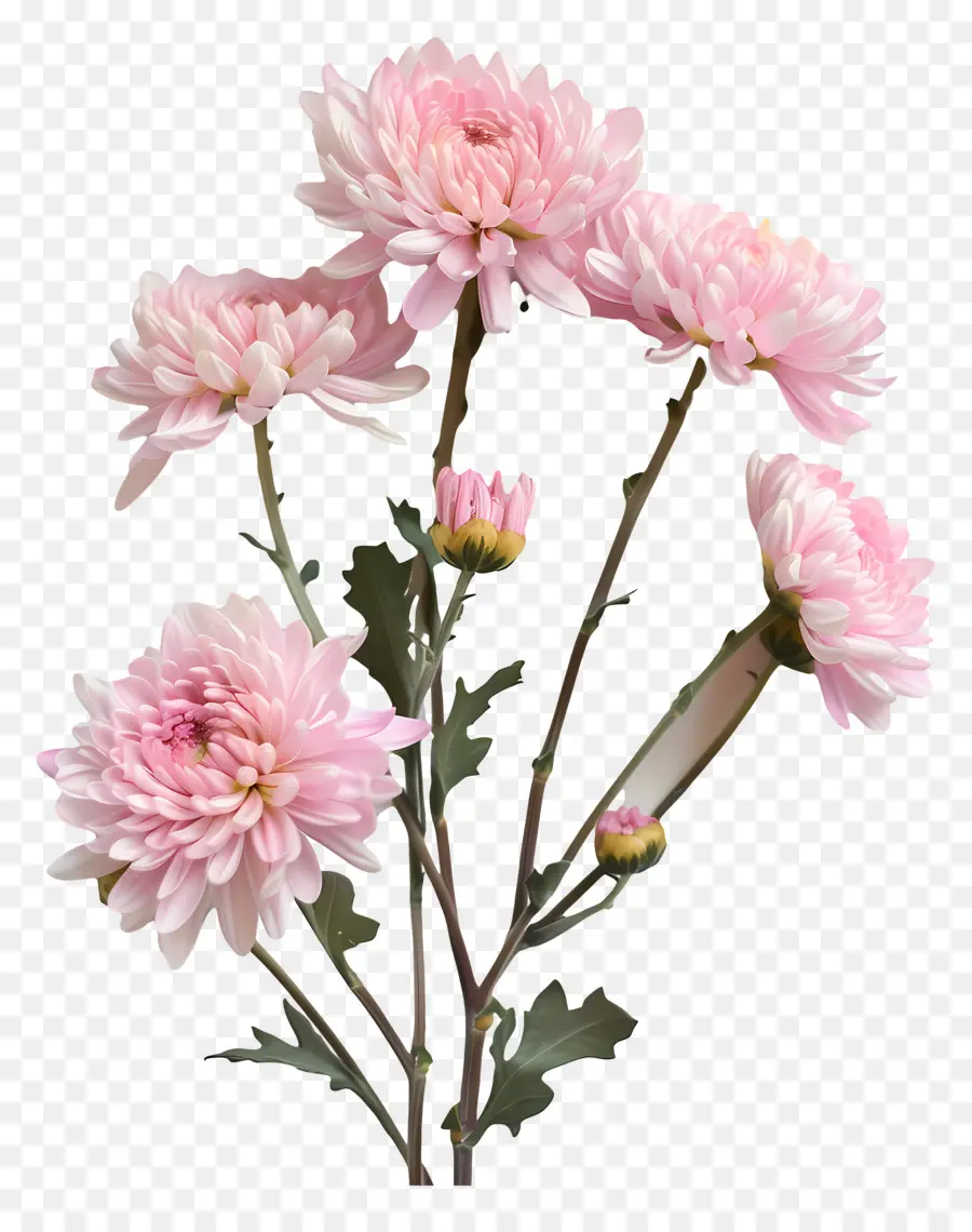 Las Flores De Crisantemo，Crisantemos Rosados PNG