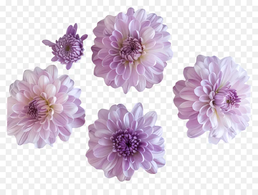 Las Flores De Crisantemo，Crisantemo PNG