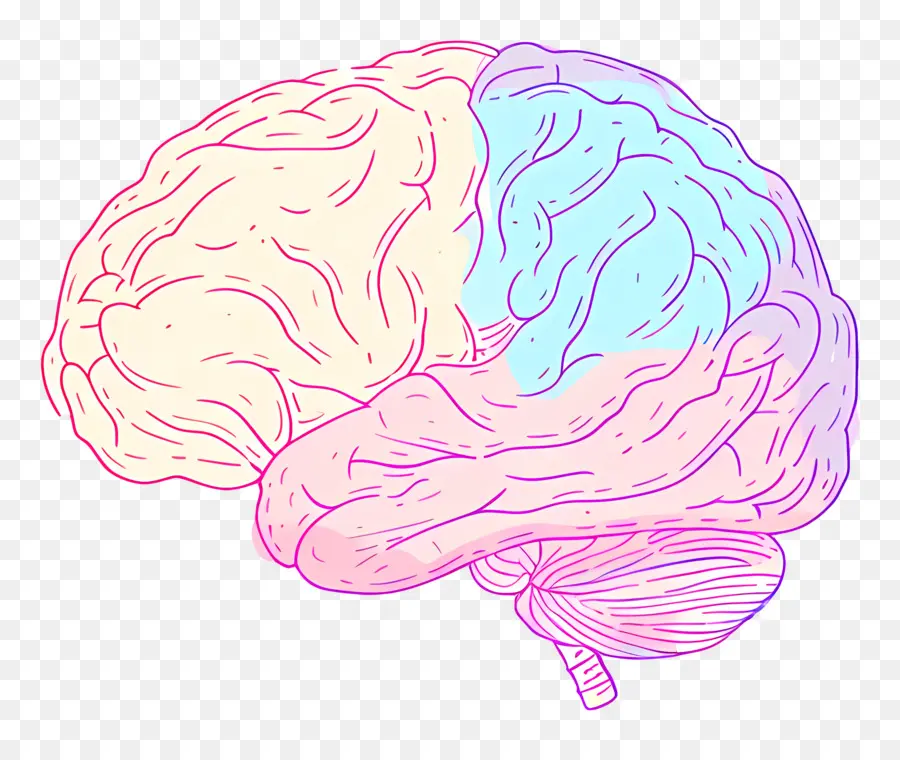 Dibujos Animados Cerebro，El Cerebro Humano PNG