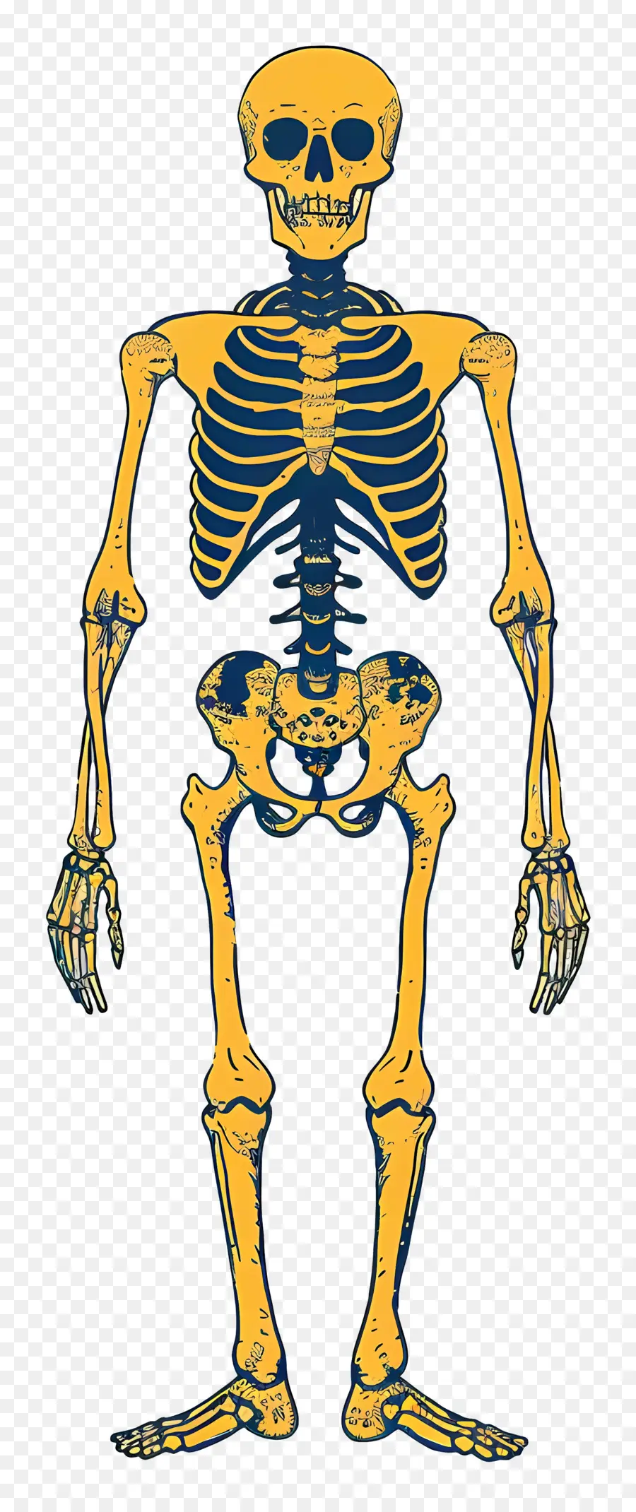 Esqueleto，Anatomía PNG