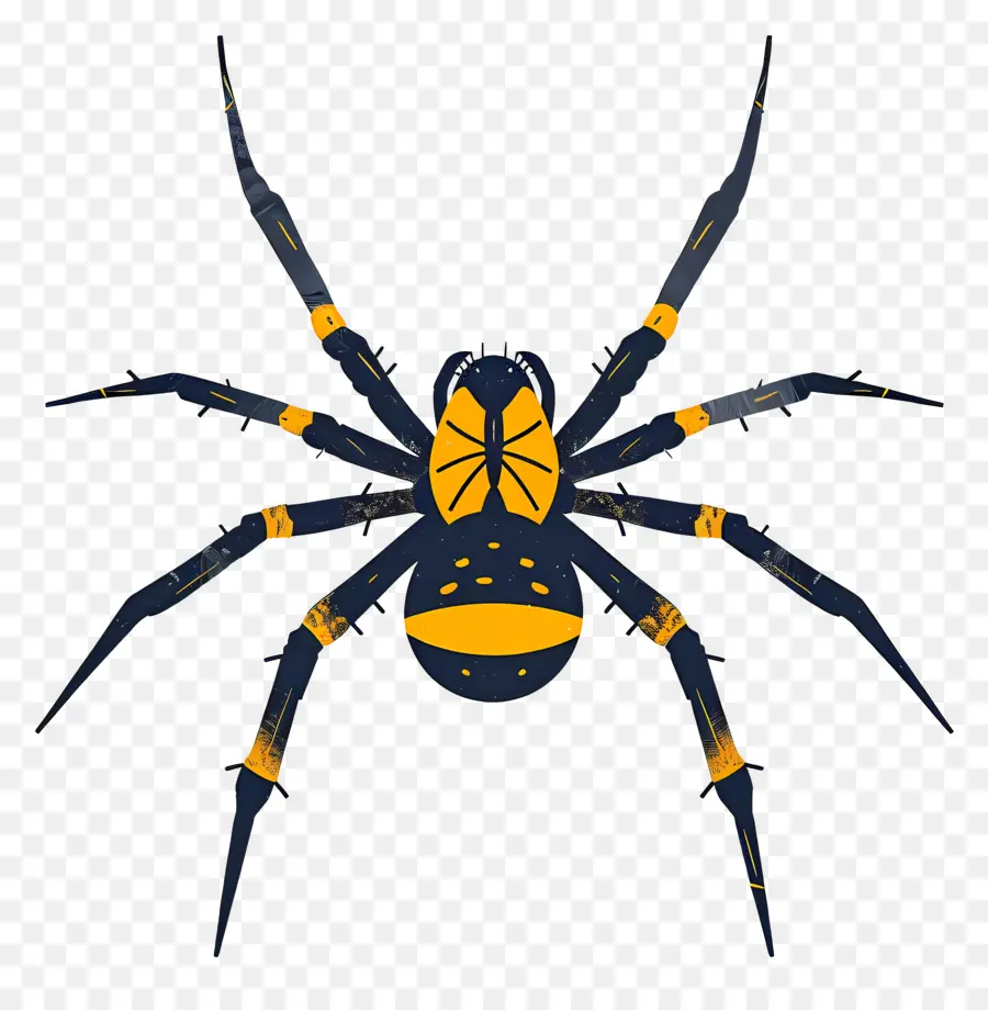 Araña，Arácnido PNG