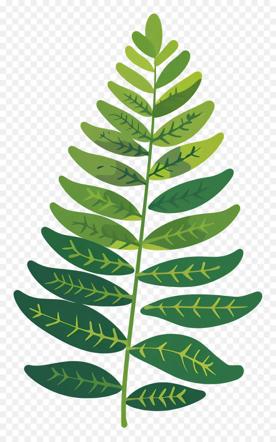 Hoja De Helecho，Planta Verde PNG