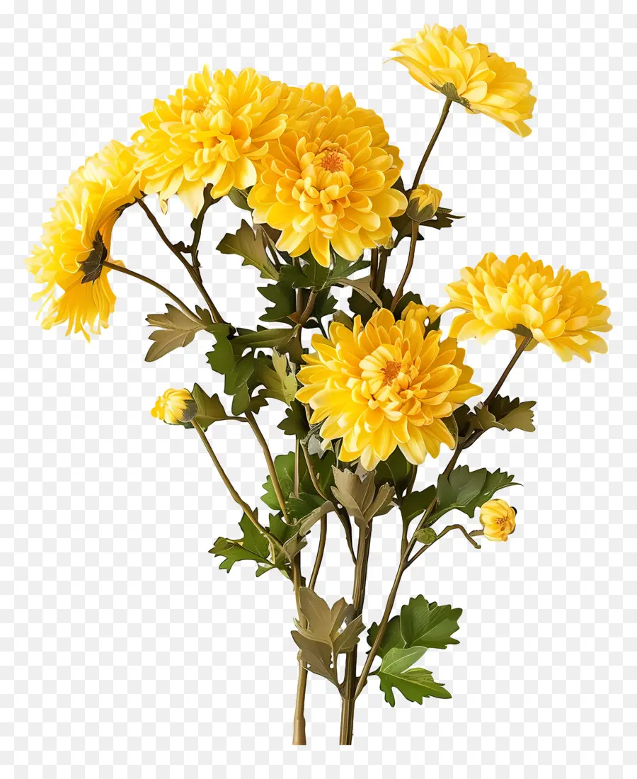 Las Flores De Crisantemo，Crisantemos Amarillos PNG