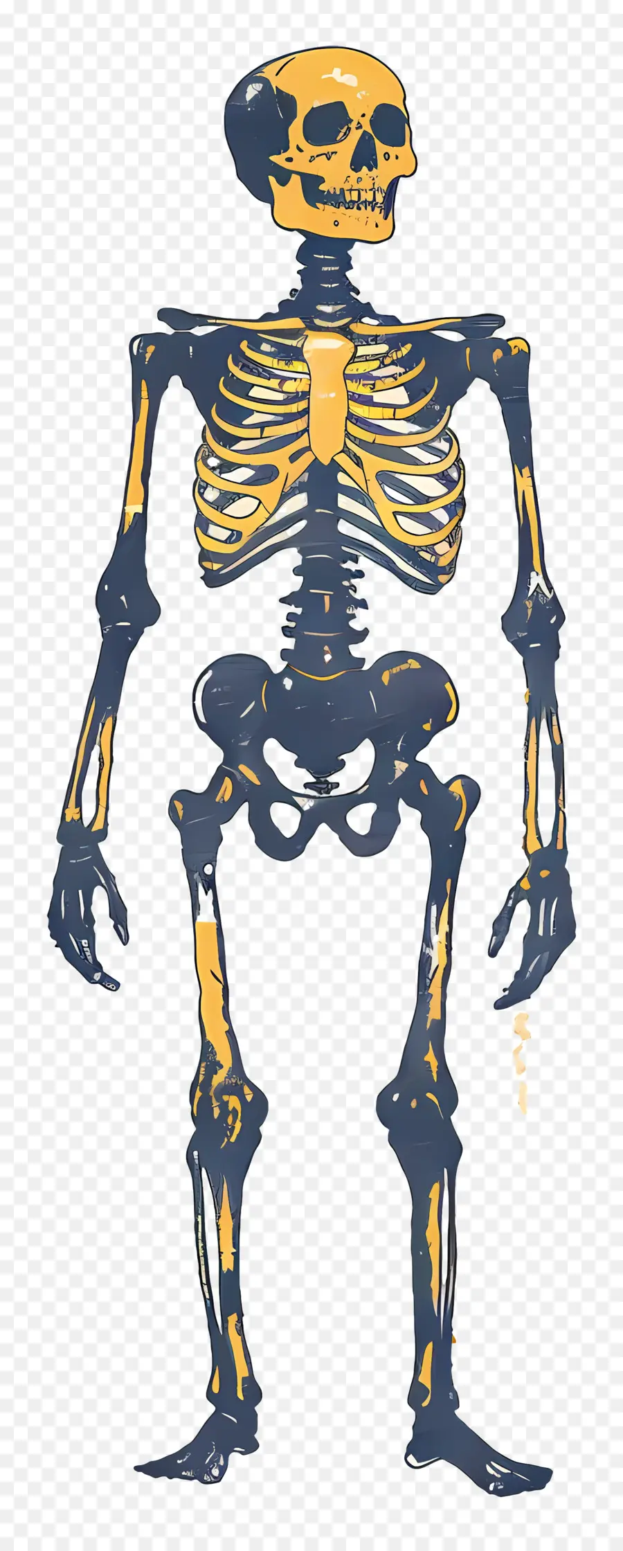 Esqueleto，Los Huesos PNG