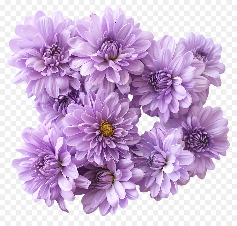 Las Flores De Crisantemo，Flores De Color Púrpura PNG