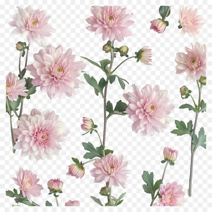 Las Flores De Crisantemo，Crisantemos Rosados PNG