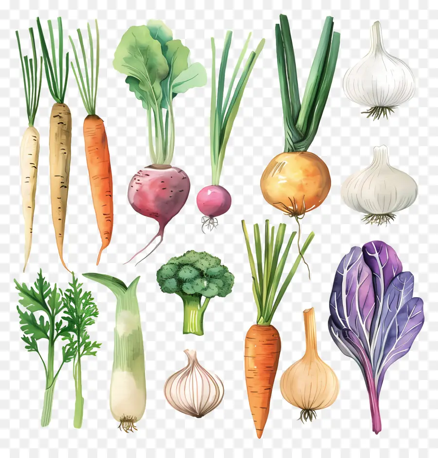 Verduras，Ilustración Acuarela PNG