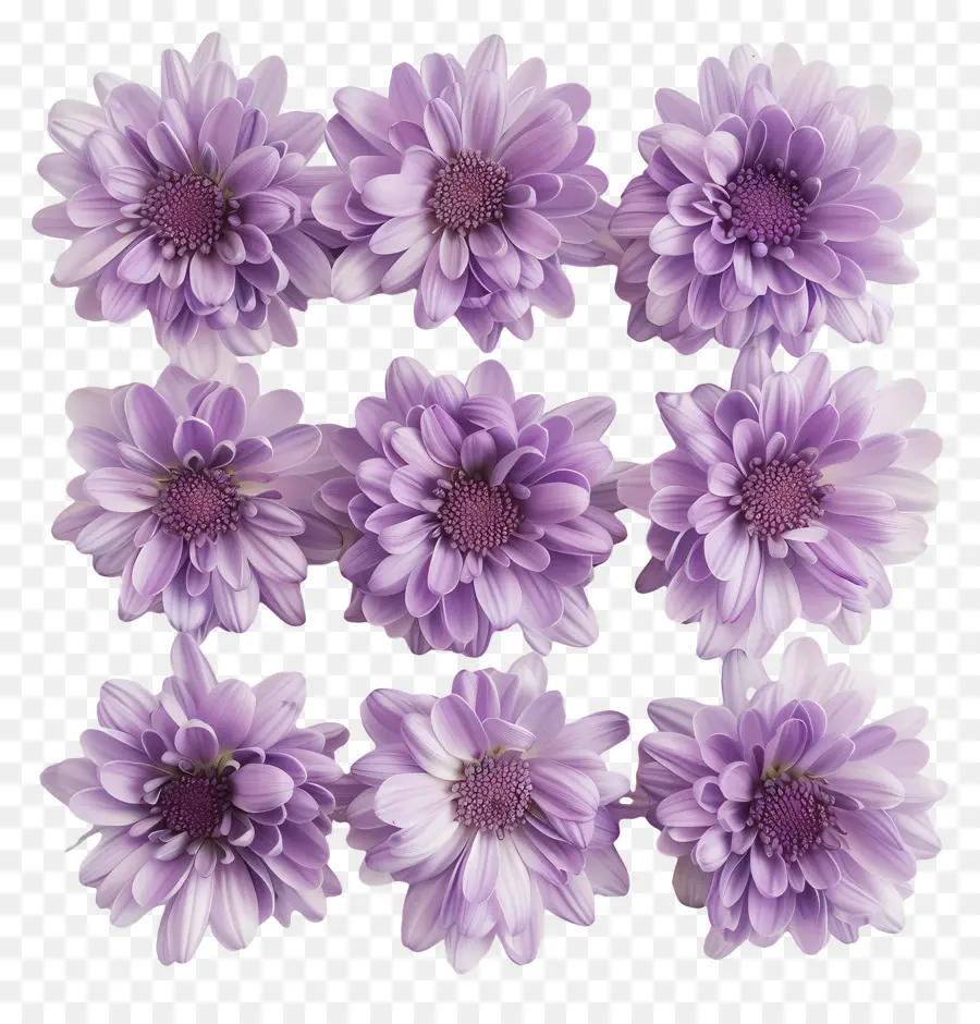 Las Flores De Crisantemo，Margaritas Moradas PNG