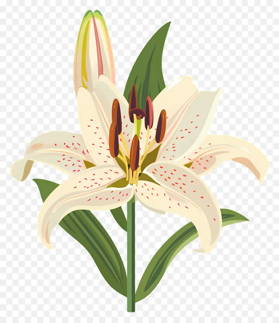 Flor De Lis，Lirio Blanco PNG