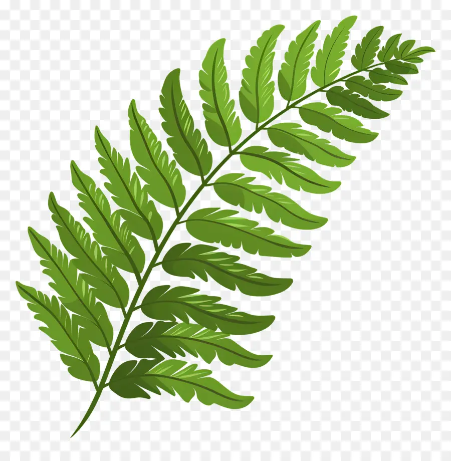 Hoja De Helecho，Planta PNG