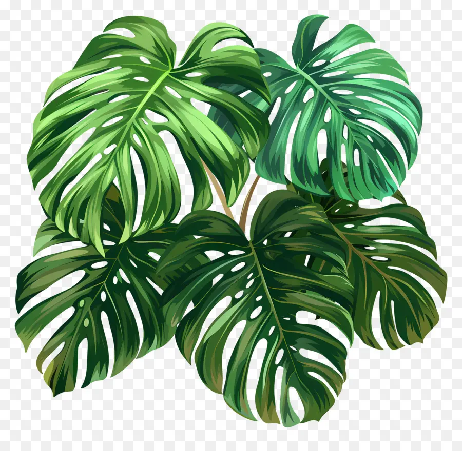 Monstera De La Hoja，Hojas Onduladas PNG