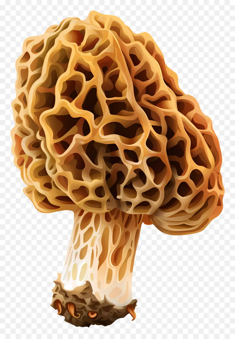 Morel De Setas，Seta PNG