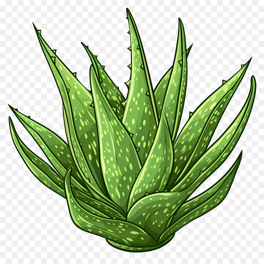 áloe Vera，Agave PNG