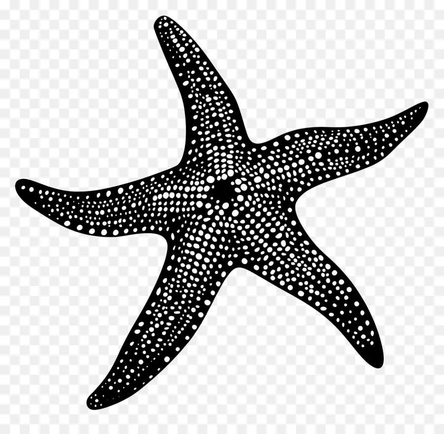 Silueta De Estrella De Mar，Estrella De Mar PNG