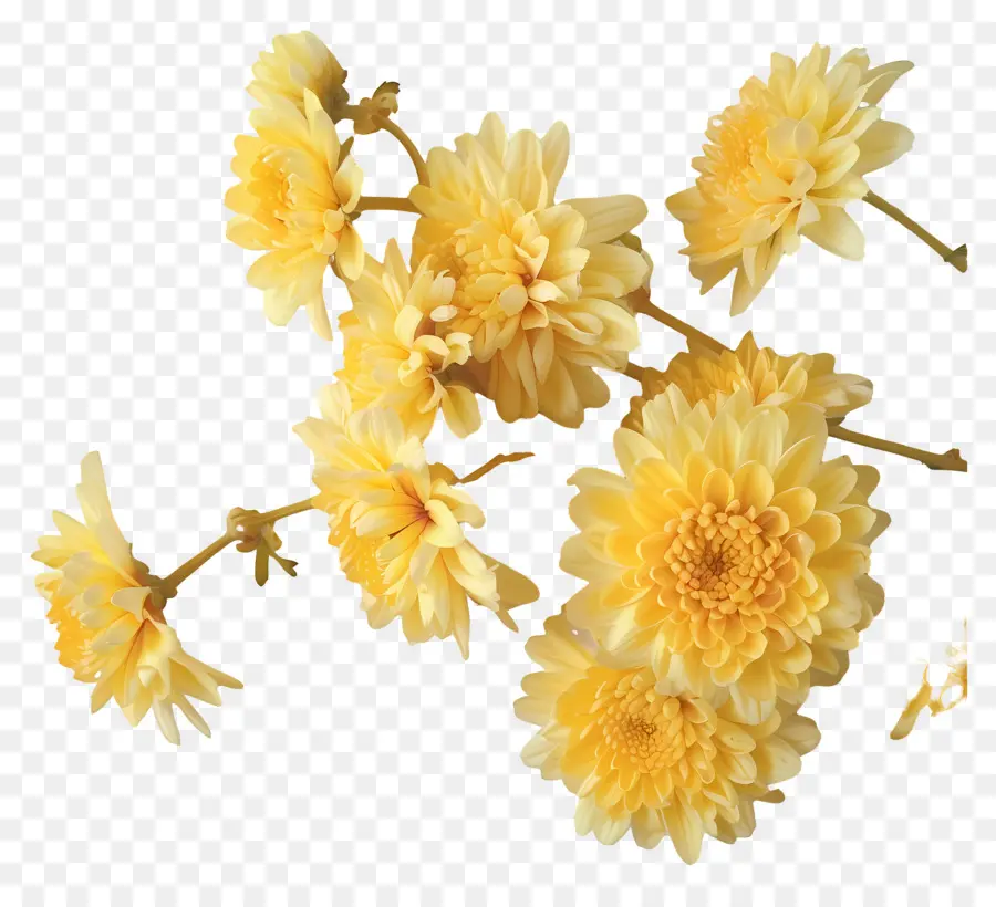 Flores De Crisantemo，Flor Amarilla PNG