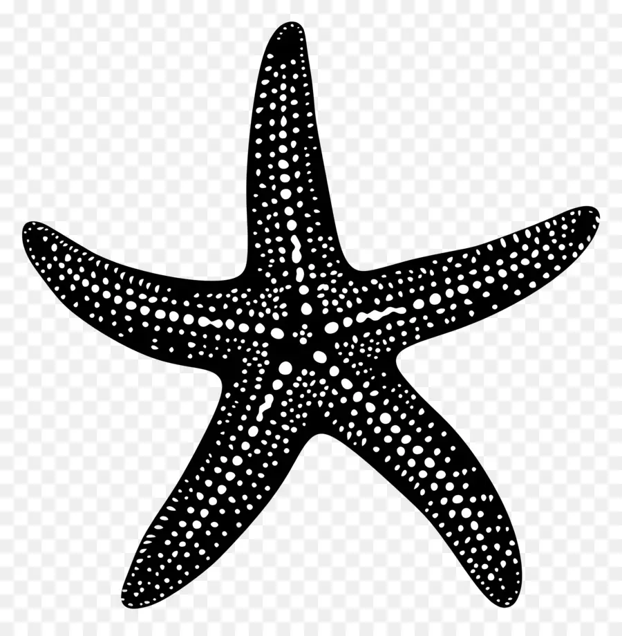 Silueta De Estrella De Mar，Estrella De Mar PNG