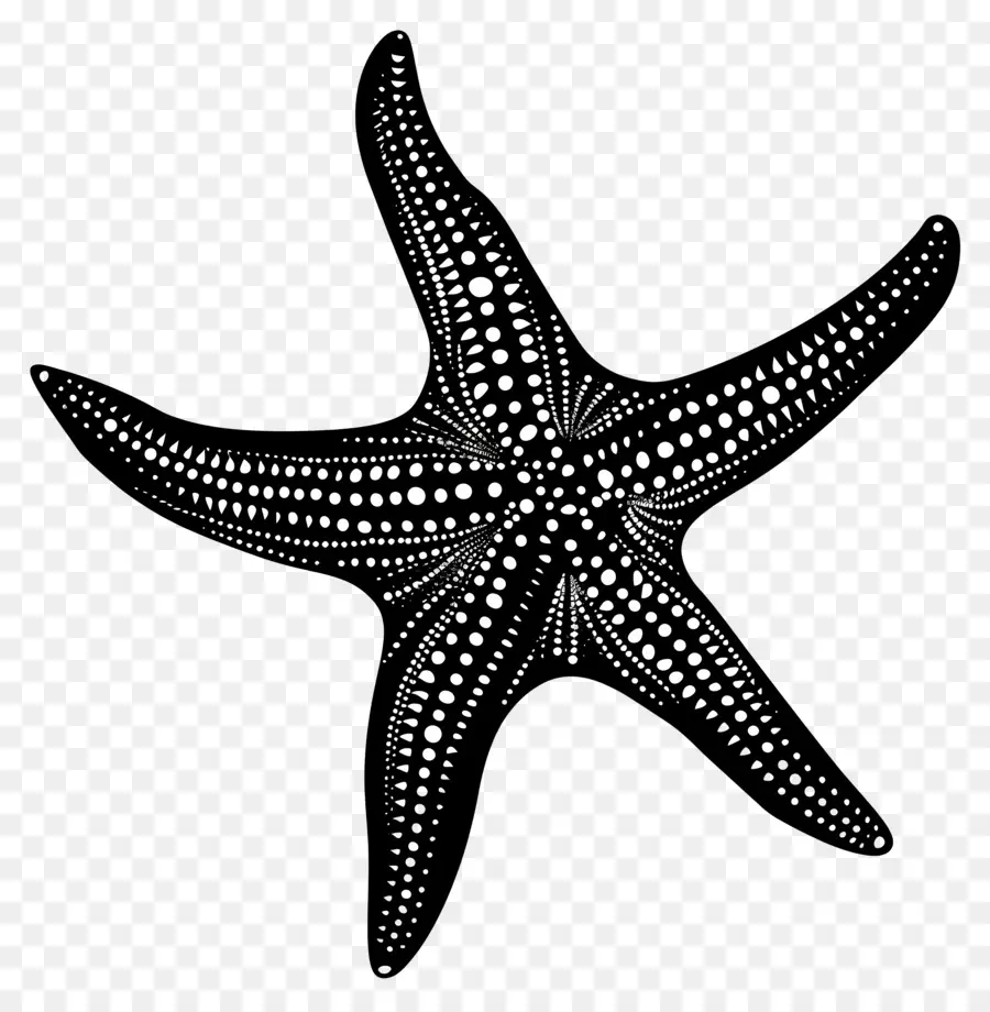 Silueta De Estrella De Mar，Estrella De Mar PNG