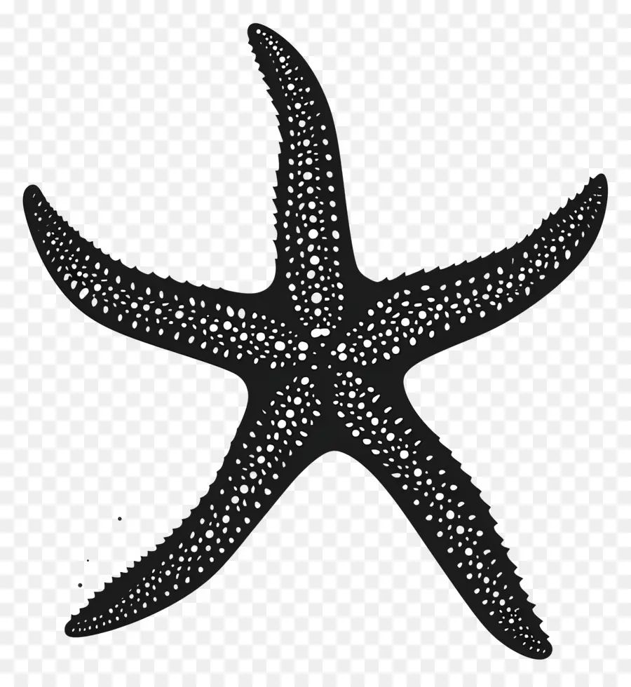 Silueta De Estrella De Mar，Estrella Estrella Negra PNG