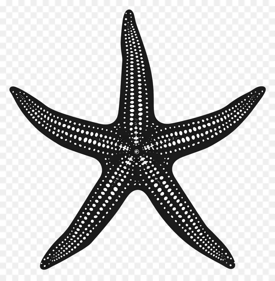 Silueta De Estrella De Mar，Estrella De Mar PNG