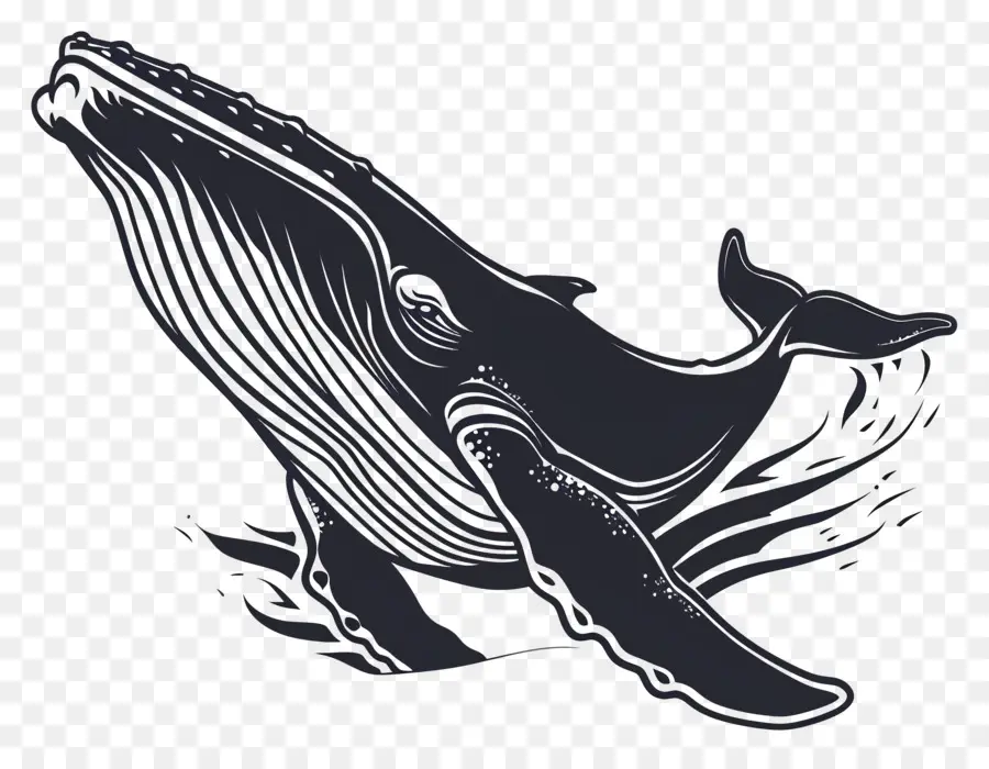 La Observación De Ballenas，Ballena PNG